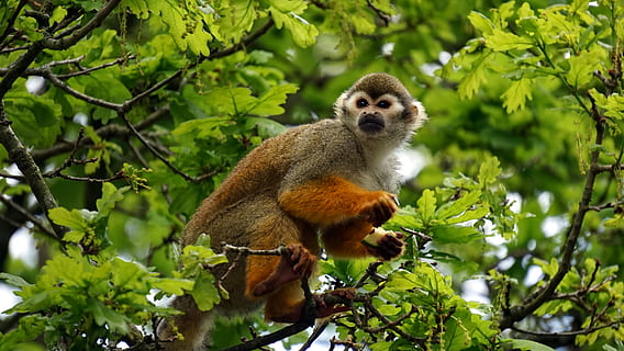 gris, mono, árbol, animal, primate, mono ardilla, salvaje, temas de animales, mamífero, fauna animal, planta, animales en la naturaleza, rama, hoja, parte de la planta, naturaleza, un animal, vertebrado, color verde, nadie, día, vista de ángulo bajo, crecimiento, al aire libre, 4K, CC0, dominio público, libre de derechos