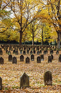 militare, cimitero, Ohlsdorf, (mondo, guerra mondiale 1), albero, lapide, tomba, pianta, pietra, storia, natura, il passato, giorno, nessuno, architettura, autunno, solido, memoriale, religione, antico, tristezza, all'aperto, materiale lapideo, modificare, 4K, CC0, dominio pubblico, privo di copyright