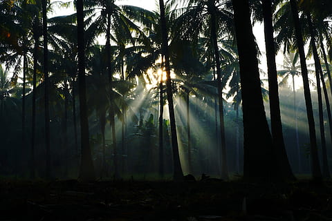 arbres, arbre, planta, bosc, terra, tronc, tronc de l'arbre, naturalesa, creixement, bellesa a la natura, clima tropical, tranquil·litat, raig de sol, Palmera, cap gent, dia, escena tranquil·la, llum solar, a l'aire lliure, escenics - natura, streaming, bambú - planta, palmera de coco, 5K, CC0, domini públic, lliure de regalies