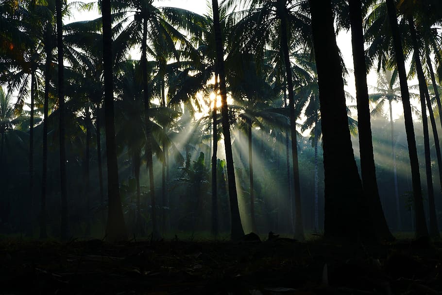 arbres, arbre, planta, bosc, terra, tronc, tronc de l'arbre, naturalesa, creixement, bellesa a la natura, clima tropical, tranquil·litat, raig de sol, Palmera, cap gent, dia, escena tranquil·la, llum solar, a l'aire lliure, escenics - natura, streaming, bambú - planta, palmera de coco, 5K