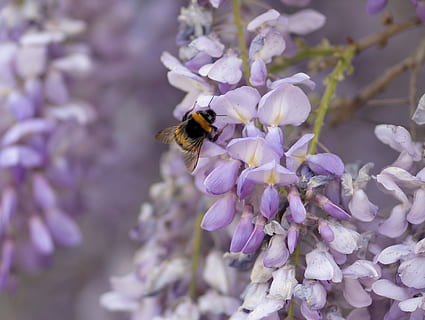 abella, Abellot, insecte, flor, primavera, naturalesa, pol·len, groc, ales, jardí, nèctar, glicines, porpra, planta amb flors, animals a la natura, invertebrat, temes d'animals, un animal, pètal, fragilitat, animal, bellesa a la natura, frescor, vulnerabilitat, fauna animal, planta, primer pla, cap de flor, creixement, polinització, cap gent, lila, 4K, CC0, domini públic, lliure de regalies