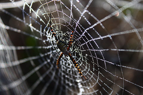 ragno, ragnatela, Rete, rugiada, Guazza, gocce di rugiada sul web, natura, immagine originale, temi animali, invertebrato, animale, fragilità, un animale, avvicinamento, fauna selvatica, animali allo stato selvatico, insetto, aracnide, artropodo, concentrarsi sulle conoscenze acquisite, nessuno, parte del corpo animale, web, vulnerabilità, complessità, gamba animale, all'aperto, 4K, CC0, dominio pubblico, privo di copyright