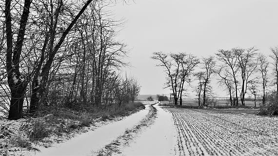 bare træer, sti, grå, vej, udendørs, natur, træ, plante, jord, is, sne, asfalt, hollandske, vand, kanal, grusvej, grus, landskabet, vejen frem, vinter, kold temperatur, bare træ, retning, ro, rolig scene, ingen mennesker, scenics - natur, skønhed i naturen, himmel, transportmidler, faldende perspektiv, treelined, 5K, CC0, offentligt domæne, royaltyfrie