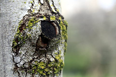Detail, Baum, Baumstamm, Kofferraum, Pflanze, Nahansicht, Tag, texturiert, Natur, keine Leute, selektiver Fokus, Fokus auf den Vordergrund, draußen, Holz - Material, Rau, Moos, Borke, Wachstum, Muster, Pflanzenrinde, verwittert, Flechte, 2K, CC0, gemeinfrei, lizenzfrei