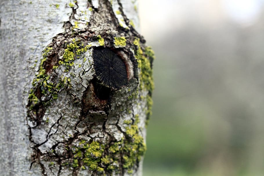 Detail, Baum, Baumstamm, Kofferraum, Pflanze, Nahansicht, Tag, texturiert, Natur, keine Leute, selektiver Fokus, Fokus auf den Vordergrund, draußen, Holz - Material, Rau, Moos, Borke, Wachstum, Muster, Pflanzenrinde, verwittert, Flechte, 2K