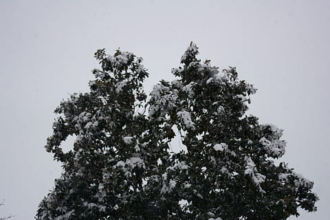 arbre, arbres, bosc, cel, llum, núvol, núvols, neu, nevar, hivern, desembre, gener, febrer, verd, fulles, gel, solemne, calma, humor, planta, vista d’angle baix, naturalesa, creixement, cap gent, cel clar, bellesa a la natura, dia, a l'aire lliure, tranquil·litat, branca, temperatura de fred, Color blanc, escena tranquil·la, escenics - natura, 5K, CC0, domini públic, lliure de regalies