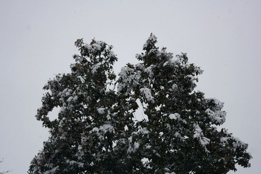 arbre, arbres, bosc, cel, llum, núvol, núvols, neu, nevar, hivern, desembre, gener, febrer, verd, fulles, gel, solemne, calma, humor, planta, vista d’angle baix, naturalesa, creixement, cap gent, cel clar, bellesa a la natura, dia, a l'aire lliure, tranquil·litat, branca, temperatura de fred, Color blanc, escena tranquil·la, escenics - natura, 5K