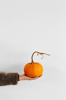 women, hands, sweater, holding, pumpkin, female, person, yellow, autumn, fall, orange, vegetable, halloween, food and drink, food, studio shot, copy space, indoors, white background, orange color, still life, healthy eating, wellbeing, freshness, no people, close-up, wall - building feature, fruit, single object, onion, 5K