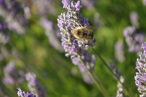 ape, lavanda, bombo, insetto, fiore, estate, viola, fioritura, polline, aroma, fiorire, spampanato, raccolta, lavoro, ape operaia, verde, aromatico, fragrante, pianta, impollinazione, pianta fiorita, un animale, animale, bellezza nella natura, temi animali, fragilità, freschezza, vulnerabilità, invertebrato, animali allo stato selvatico, avvicinamento, fauna selvatica, crescita, petalo, natura, testa di fiore, nessuno, all'aperto, 4K, CC0, dominio pubblico, privo di copyright