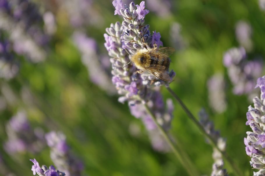 abella, espígol, Abellot, insecte, flor, estiu, violeta, porpra, florir, pol·len, aroma, exagerat, recollir, treball, abella obrera, verd, aromàtic, fragant, planta, polinització, planta amb flors, un animal, animal, bellesa a la natura, temes d'animals, fragilitat, frescor, vulnerabilitat, invertebrat, animals a la natura, primer pla, fauna animal, creixement, pètal, naturalesa, cap de flor, cap gent, a l'aire lliure, 4K