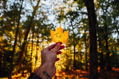 caure, caigut, full, planta, arbre, bosc, fusta, jungla, naturalesa, mà humana, part del cos humà, mà, tardor, celebració, una persona, part de la planta, centrar-se en primer pla, cel, dia, terra, a l'aire lliure, llum solar, part del cos, perspectiva personal, fulla d'auró, canvi, dit, 720P, CC0, domini públic, lliure de regalies
