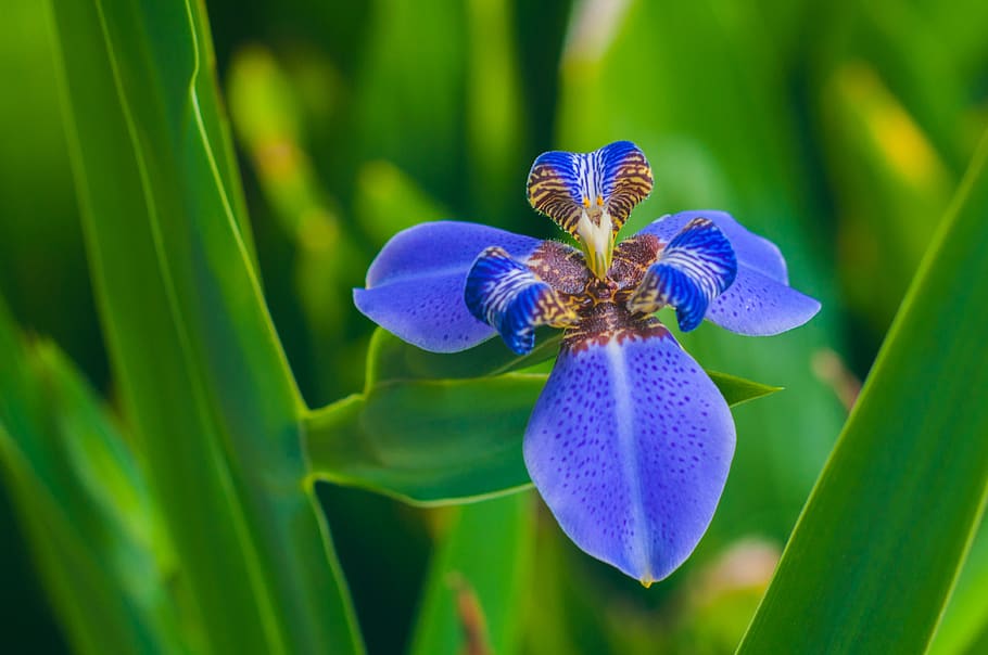 fiore blu, fiore, pianta fiorita, pianta, bellezza nella natura, fragilità, vulnerabilità, testa di fiore, avvicinamento, freschezza, petalo, crescita, infiorescenza, viola, nessuno, natura, concentrarsi sulle conoscenze acquisite, blu, colore verde, giorno, iris - pianta, polline, marino, 4K