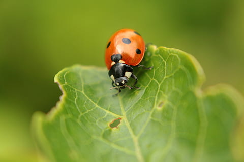 joaninha, verde, inseto, vermelho, macro, folha, folhagem, felicidade, verão, animais, natureza, um animal, invertebrado, temas animais, besouro, animais em estado selvagem, animal, animais selvagens, fechar-se, parte da planta, cor verde, foco seletivo, ninguém, cor laranja, dia, plantar, ao ar livre, pequeno, 5K