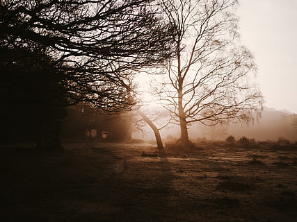 leafless trees, nature, light, flare, outdoors, weather, sunlight, tree, plant, sunrise, sky, fog, mist, dusk, dawn, red sky, sunset, silhouette, scenery, landscape, ditch, tranquility, bare tree, tranquil scene, beauty in nature, land, environment, no people, field, non-urban scene, branch, scenics - nature, day, hazy, 8K, CC0, public domain, royalty free