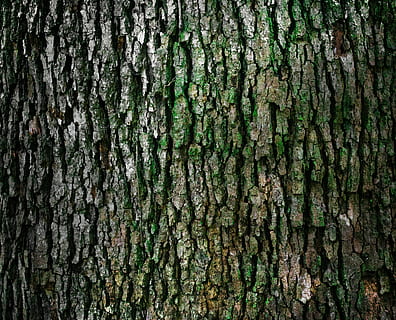 bark, bagagerum, mønster, struktur, naturlig, materiale, træ, makro, revnet, ru, overflade, Brun, fuld ramme, tekstureret, baggrunde, træstamme, tæt på, ingen mennesker, plante, vækst, dag, natur, plantebark, naturligt mønster, træ - materiale, udendørs, mos, tekstureret effekt, lichen, naturlig tilstand, 4K, CC0, offentligt domæne, royaltyfrie