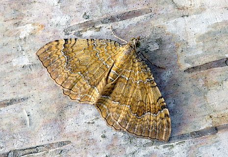 falena, giallo-shell, Ali, modello, estate, natura, giallo, entomologia, metamorfosi, antenne, vicino, temi animali, animale, fauna selvatica, invertebrato, insetto, un animale, animali allo stato selvatico, nessuno, ala animale, avvicinamento, roccia, solido, fossile, roccia - oggetto, farfalla - insetto, antico, giorno, caratteristica della parete, 4K, CC0, dominio pubblico, privo di copyright
