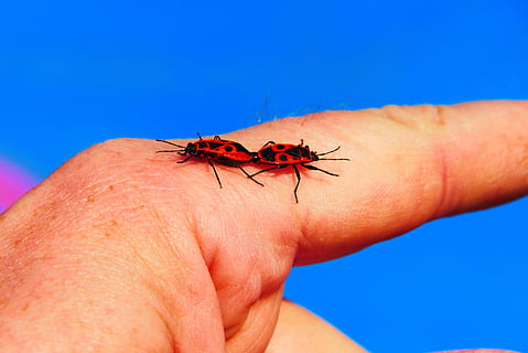 smeder vingeløs, copulation, hånd, insekter, bugs, dyr, natur, ved retten av, virvelløse dyr, nærbilde, vegg, graffiti, farge, vakker, i live, vår, antenner, modell, skjørhet, miljøet, biologi, ingen, menneskelig kroppsdel, menneskelig hånd, virvelløse, ett dyr, dyreliv, insekt, dyr i naturen, kroppsdel, én person, blå, dag, finger, menneskelig finger, ukjennelig person, rød, liten, 4K, CC0, offentlig domene, opphavsrett gratis