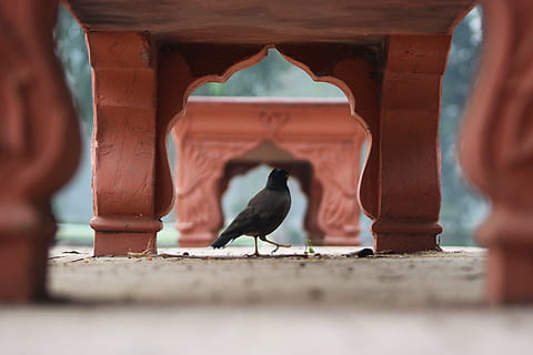 uccello, panchina, giorno, animale, corvo, umano, persona, Agelaius, merlo, lahore, Pakistan, Lawrence Garden, legna, terra, panchine, natura, parco, Piccione, pietra da lastrico, sfera, colomba, calcestruzzo, vertebrato, fauna selvatica, messa a fuoco selettiva, animali allo stato selvatico, un animale, parte del corpo umano, concentrarsi sullo sfondo, avvicinamento, appollaiati, una persona, in piedi, livello di superficie, colonna architettonica, 5K, CC0, dominio pubblico, privo di copyright