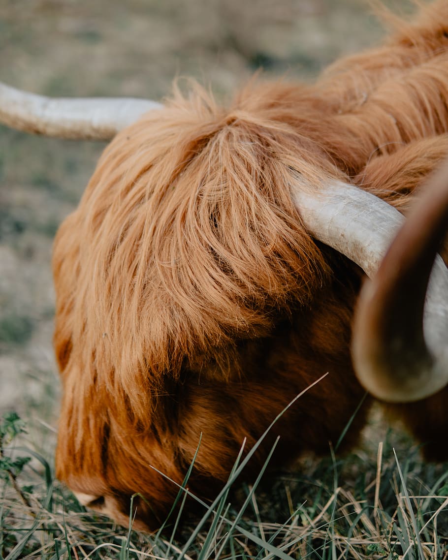 braune Ziege, Tier, Stier, Säugetier, das Vieh, Longhorn, Den Haag, Kuh, Pferd, Ochse, Yak, Rodeo, Pelz, Pasta, Lebensmittel, Spaghetti, Kalb, Alpaka, Lama, Löwe, Tierwelt, ein Tier, inländisch, Haustiere, Tierthemen, Tierhaar, Wirbeltier, Haar, keine Leute, Nahansicht, braun, Tag, selektiver Fokus, Vieh, Land, Tierkörperteil, Feld, Hund, Tierkopf, pflanzenfressend, 4K