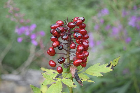 exappiah, las flores, hoja, comida, comida y bebida, Fruta, alimentación saludable, rojo, crecimiento, planta, frescura, fruta de baya, naturaleza, centrarse en primer plano, día, de cerca, nadie, belleza en la naturaleza, árbol, bienestar, parte de la planta, maduro, al aire libre, serba, 5K, CC0, dominio público, libre de derechos