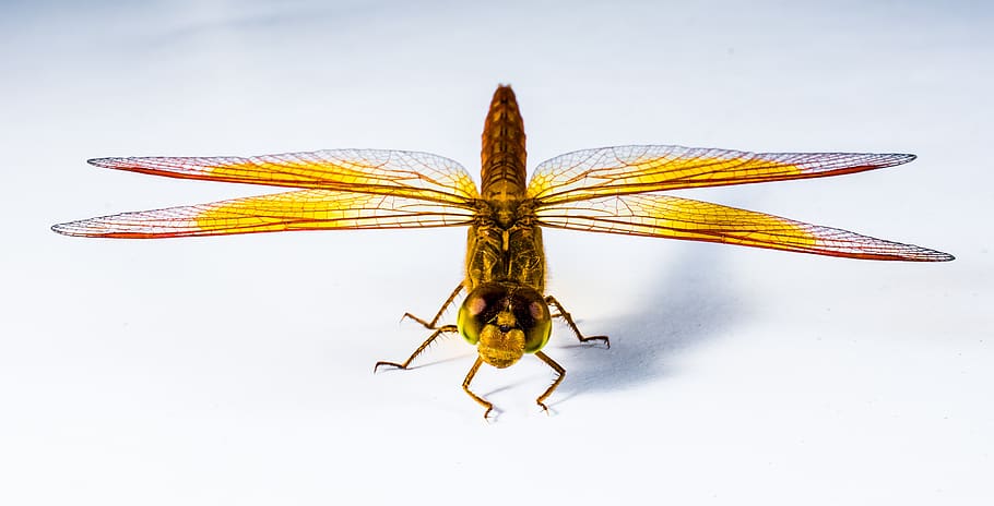 vicino, Immagine, rosso, giallo, nero, Marrone, libellula, avvicinamento, insetto, invertebrato, temi animali, animale, girato in studio, un animale, fauna selvatica, parte del corpo animale, in casa, animali allo stato selvatico, sfondo bianco, macro, natura, cibo, nessuno, ala animale, antenna animale, 4K