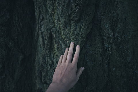, mà humana, part del cos humà, mà, dit, dit humà, tronc de l'arbre, tronc, arbre, part del cos, naturalesa, una persona, tocar, primer pla, a l'aire lliure, planta, persona irreconeixible, dia, aspre, textura, efecte texturat, 4K, CC0, domini públic, lliure de regalies