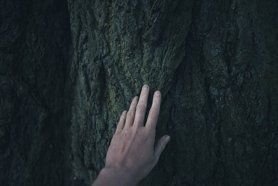 mà humana, part del cos humà, mà, dit, dit humà, tronc de l'arbre, tronc, arbre, part del cos, naturalesa, una persona, tocar, primer pla, a l'aire lliure, planta, persona irreconeixible, dia, aspre, textura, efecte texturat, 4K