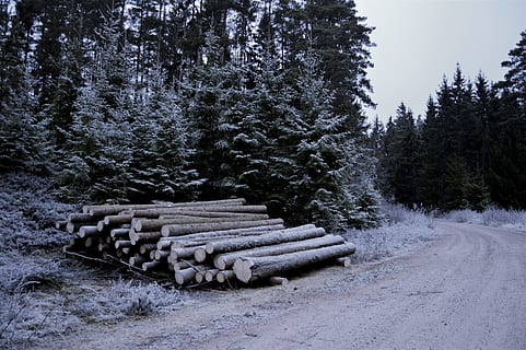 Švédsko, les, strom, zimní, sníh, protokoly, stromy, rostlina, Příroda, přistát, krása v přírodě, den, nikdo, pole, zásobník, klid, růst, dřevo, balíku, log, studená teplota, klidné scény, venku, 2K, CC0, veřejná doména, bez autorských práv