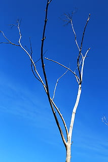branch, dead, tree, line, form, blue, sky, bare tree, low angle view, no people, plant, clear sky, day, nature, outdoors, dead plant, tranquility, beauty in nature, tree trunk, trunk, sunlight, dry, scenics - nature, 5K, CC0, public domain, royalty free