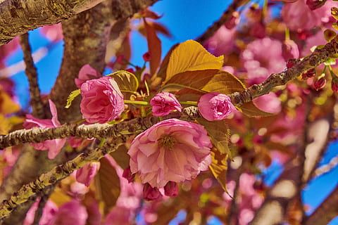 flower, cherry, tree, branch, flowering, plant, outbreak, colorful, flowering plant, beauty in nature, fragility, growth, vulnerability, close-up, nature, freshness, pink color, petal, no people, focus on foreground, flower head, inflorescence, selective focus, day, outdoors, springtime, purple, cherry blossom, 5K, CC0, public domain, royalty free