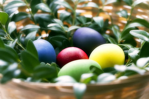 Pasen, eieren, multi gekleurd, regenboog, blauw, groen, geel, rood, Purper, mand, vakantie, paascake, Paas eieren, voedsel, paasei, ei, eten en drinken, viering, detailopname, geen mensen, fabriek, natuur, groene kleur, selectieve aandacht, versheid, buitenshuis, stilleven, Vakantie evenement, lente, 5K, CC0, publiek domein, royaltyvrij