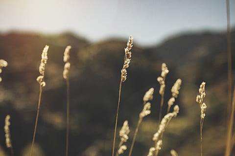 posta de sol, centrar-se en primer pla, naturalesa, planta, creixement, cap gent, tranquil·litat, bellesa a la natura, dia, primer pla, a l'aire lliure, herba, cel, cattail, tija de la planta, camp, enfocament selectiu, terra, llum solar, agricultura, cultiu, tija, cultiu d’avena, 5K, CC0, domini públic, lliure de regalies