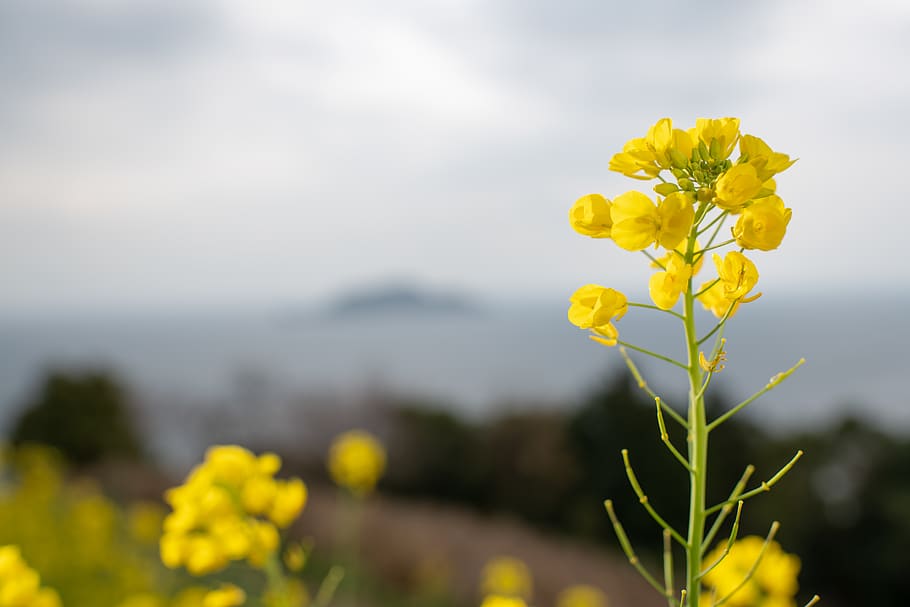 blomst, blomstrende plante, gul, plante, friskhed, natur, skønhed i naturen, sårbarhed, skrøbelighed, tæt på, forår, vækst, fokus på forgrunden, udendørs, raps, blomstre, dag, ingen mennesker, Mark, selektiv fokusering, blomsterhoved, 8K