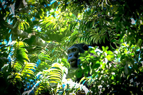mono, árbol, animal, primate, fauna silvestre, planta, color verde, crecimiento, hoja, un animal, parte de la planta, temas de animales, fauna animal, animales en la naturaleza, vertebrado, nadie, naturaleza, vista de ángulo bajo, día, belleza en la naturaleza, enfoque selectivo, al aire libre, 5K, CC0, dominio público, libre de derechos