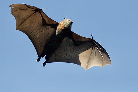 pipistrello marrone, temi animali, animali allo stato selvatico, animale, fauna selvatica, cielo, volante, Inquadratura dal basso, un animale, cielo sereno, natura, vertebrato, blu, giorno, ali spiegate, nessuno, mezz'aria, pipistrello - animale, parte del corpo animale, all'aperto, mammifero, ala animale, erbivoro, 2K, CC0, dominio pubblico, privo di copyright