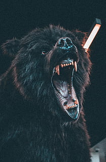 ós bru brunzit, animal, suportar, vida salvatge, mamífer, gris, ós negre, ós marró, rugir, llop, boca, llavi, dents, ira, portar la boca, salvatge, naturalesa, wildanger, dents d'ós, ós enutjat, musell, un animal, temes d'animals, boca oberta, dents d’animals, agressió, part del cos dels animals, emoció negativa, grinyolant, cap gent, animals domèstics, nacional, mascotes, caní, vertebrats, gos, furiós, boca d’animals, cap d’animals, rugit, 5K, CC0, domini públic, lliure de regalies