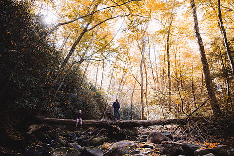 person, standing, tree trunk bridge, inside, forest, tree, hiking, tree trunk, duo, sitting, crossing, rock, water, stream, leaves, autumn, fall, branches, sunlight, glow, leafe, river, nature, climb, land, plant, real people, men, leisure activity, beauty in nature, lifestyles, day, change, adult, tranquility, two people, people, outdoors, full length, woodland, 5K, CC0, public domain, royalty free