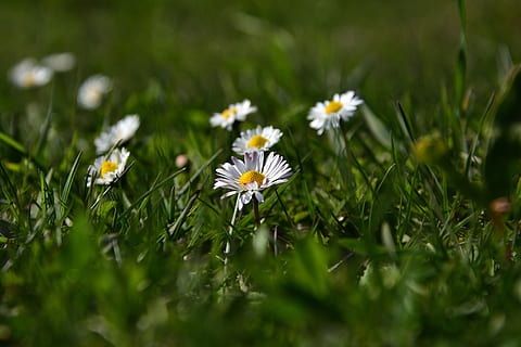 margarida comum, Primavera, grama, plantar, flores, planta com flores, flor, frescura, fragilidade, vulnerabilidade, crescimento, beleza na natureza, foco seletivo, pétala, campo, natureza, cor verde, cor branca, terra, margarida, cabeça de flor, ninguém, dia, ao ar livre, pólen, 5K, CC0, domínio público, royalty free