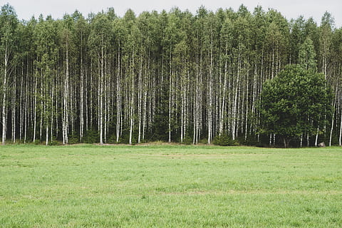 bosc durant el dia, arbre, planta, herba, bedoll, suècia, thorsby, naturalesa, verd, boscos, arbres, bedoll de plata, abies, avet, tronc de l'arbre, gespa, pi, a l'aire lliure, parc, bambú, sòl, creixement, terra, bosc, tranquil·litat, color verd, bellesa a la natura, escena tranquil·la, paisatge, camp, escenics - natura, cap gent, medi ambient, dia, escena no urbana, 5K, CC0, domini públic, lliure de regalies