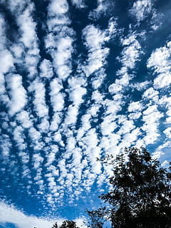 ท้องฟ้า, เมฆ, Nuvole, Cielo, ต้นไม้, เมฆ - ท้องฟ้า, มุมมองที่ต่ำ, ความงามในธรรมชาติ, สีน้ำเงิน, ความเงียบสงบ, ปลูก, วัน, ธรรมชาติ, ไม่มีคน, Scenics - ธรรมชาติ, ฉากที่เงียบสงบ, กลางแจ้ง, สีขาว, ภูมิหลัง, การเจริญเติบโต, ฉากที่ไม่ใช่ในเมือง, งดงาม, อุตุนิยมวิทยา, 4K, CC0, โดเมนสาธารณะ, ค่าลิขสิทธิ์ฟรี