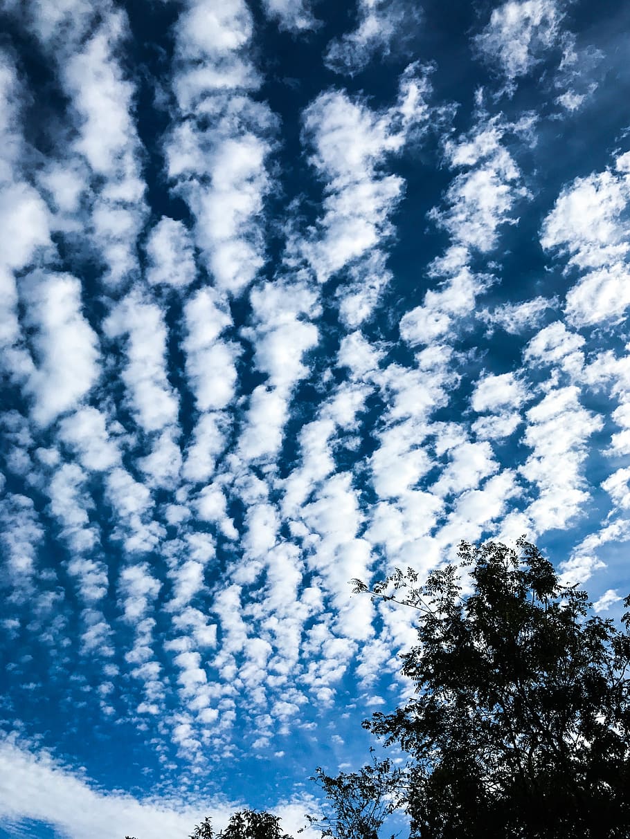 himmel, blå himmel, Sky, skyer, Nuvole, cielo, træer, sky - himmel, lav vinkel visning, skønhed i naturen, træ, blå, ro, plante, dag, natur, ingen mennesker, scenics - natur, rolig scene, udendørs, hvid farve, baggrunde, vækst, ikke-urbane scene, idyllisk, meteorologi, 4K