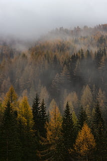 maro, verde, pădure, ceaţă, aburi, copac, pin, cețos, toamnă, cădea, sezonier, în aer liber, peisaj, drumeții, călătorie, umbla, wanderlust, explora, android monitorului, tapet, natură, plantă, frumusețe în natură, teren, scenice - natura, o scenă liniștită, liniște, mediu inconjurator, nici o persoana, creştere, scenă non-urbană, zi, dimineaţă, Brad, conifer, pini de pădure, 5K, CC0, domeniu public, fără drepturi de autor