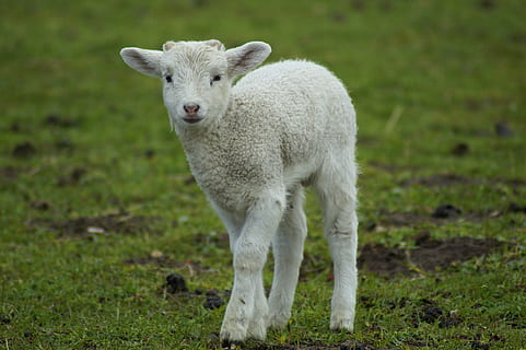 Cordero, bambi, Pascua de Resurrección, Pascua, linda, Schäfchen, dulce, animal joven, primavera, niño animal, curioso, cuidadoso, oferta, recién nacido, joven, purry, mamífero, temas de animales, animal, hierba, ganado, animales domesticos, planta, oveja, tierra, campo, un animal, vertebrado, centrarse en primer plano, nacional, retrato, naturaleza, en pie, día, nadie, al aire libre, herbívoro, 5K, CC0, dominio público, libre de derechos