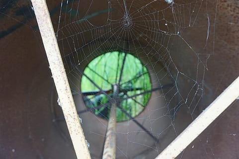 web, edderkop, silke, insekt, gammel, rust, rusten, maskine, maskineri, gård, udstyr, uden for, udendørs, natur, grøn, græs, alder, alderen, bugs, Foto, edderkoppespind, skrøbelighed, tæt på, sårbarhed, hvirvelløse, leddyr, fokus på forgrunden, dyre temaer, arachnid, ingen mennesker, dag, dyr, et dyr, naturligt mønster, dyreliv, mønster, kompleksitet, 5K, CC0, offentligt domæne, royaltyfrie