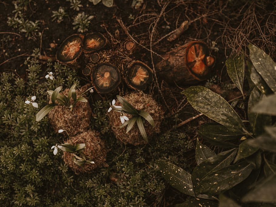 piante a foglia verde, bellissimo, botanico, colore, luce del giorno, arredamento, decorazione, delicato, ambiente, flora, arte floreale, fiori, giardino, gruppo, crescita, le foglie, natura, modello, pianta, piante, natura morta, estate, struttura, legna, foglia, terra, parte vegetale, nessuno, campo, giorno, vista dall'alto, avvicinamento, bellezza nella natura, asciutto, all'aperto, fiore, pianta fiorita, freschezza, la tranquillità, messa a fuoco selettiva, vulnerabilità, 4K