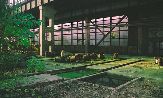 fabrik, forladt, udforskning, tom, kommunisme, kæmpe stor, åben, plads, grønne, tilgroning, værktøjer, maskineri, by-, grøn, planter, rust, plante, bygget struktur, arkitektur, dag, gruppe af dyr, ingen mennesker, natur, udendørs, dyre temaer, dyr, grøn farve, græs, vindue, husdyr, træ, vækst, 4K, CC0, offentligt domæne, royaltyfrie