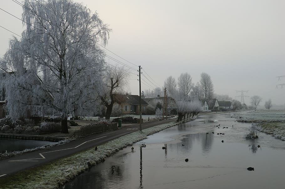 vinterlandskab, vinter, polder, kold, Frosset, træer, tåge, is, hollandske, vand, træ, himmel, kold temperatur, natur, plante, arkitektur, sne, bygget struktur, bygning udvendig, bare træ, bygning, ingen mennesker, afspejling, dag, udendørs, kanal, regn, 4K