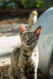 Bulharsko, sofia, kočka, domácí kočka, Kočkovitý, jednoho zvířete, savec, domácí zvířata, domácí mazlíčci, domácí, zaměřit se na popředí, obratlovců, portrét, při pohledu na fotoaparát, nikdo, vous, detail, den, hledá, žluté oči, zvířecí oko, mourek, 4K, CC0, veřejná doména, bez autorských práv