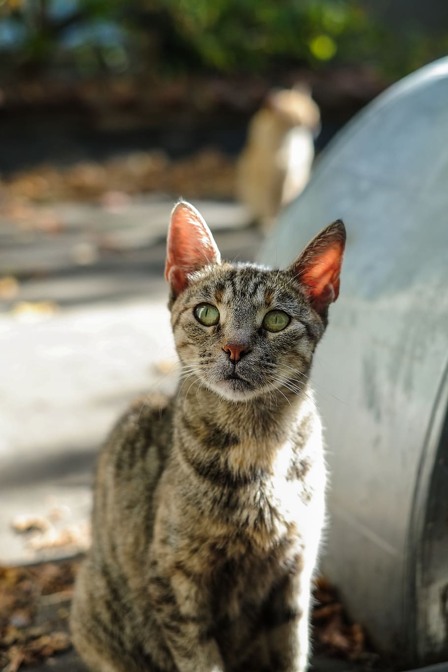 Bulharsko, sofia, kočka, domácí kočka, Kočkovitý, jednoho zvířete, savec, domácí zvířata, domácí mazlíčci, domácí, zaměřit se na popředí, obratlovců, portrét, při pohledu na fotoaparát, nikdo, vous, detail, den, hledá, žluté oči, zvířecí oko, mourek, 4K