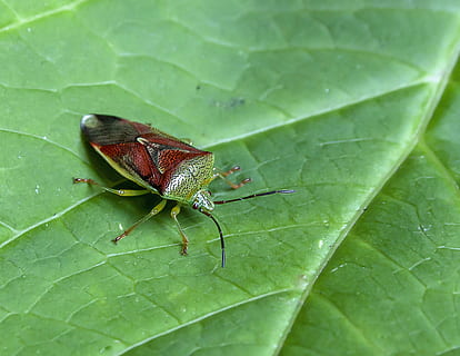 scut bug, frunze, natură, insectă, gândac, animale sălbatice, faună, vară, plantă, culoare, închide, sta, antenă, parte a plantelor, Culoarea verde, animal, nevertebrat, un animal, animale tematice, animale în sălbăticie, a închide, nici o persoana, zi, vena frunzelor, în aer liber, creştere, zoologie, vedere în unghi mare, 2K, CC0, domeniu public, fără drepturi de autor